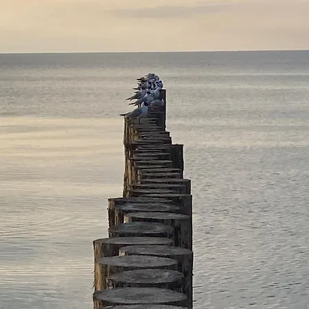 Morski Szum -sea View Hevenia Appartamento *
